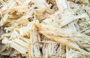 Bagasse