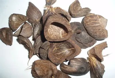 Palm Shell