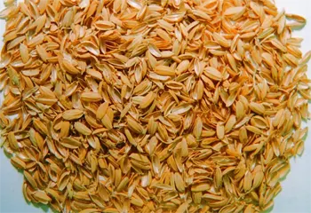 Rice Husk