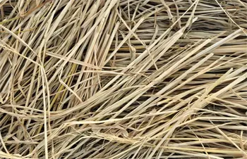 Straw