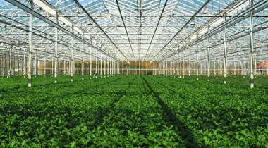 Тепличный котел